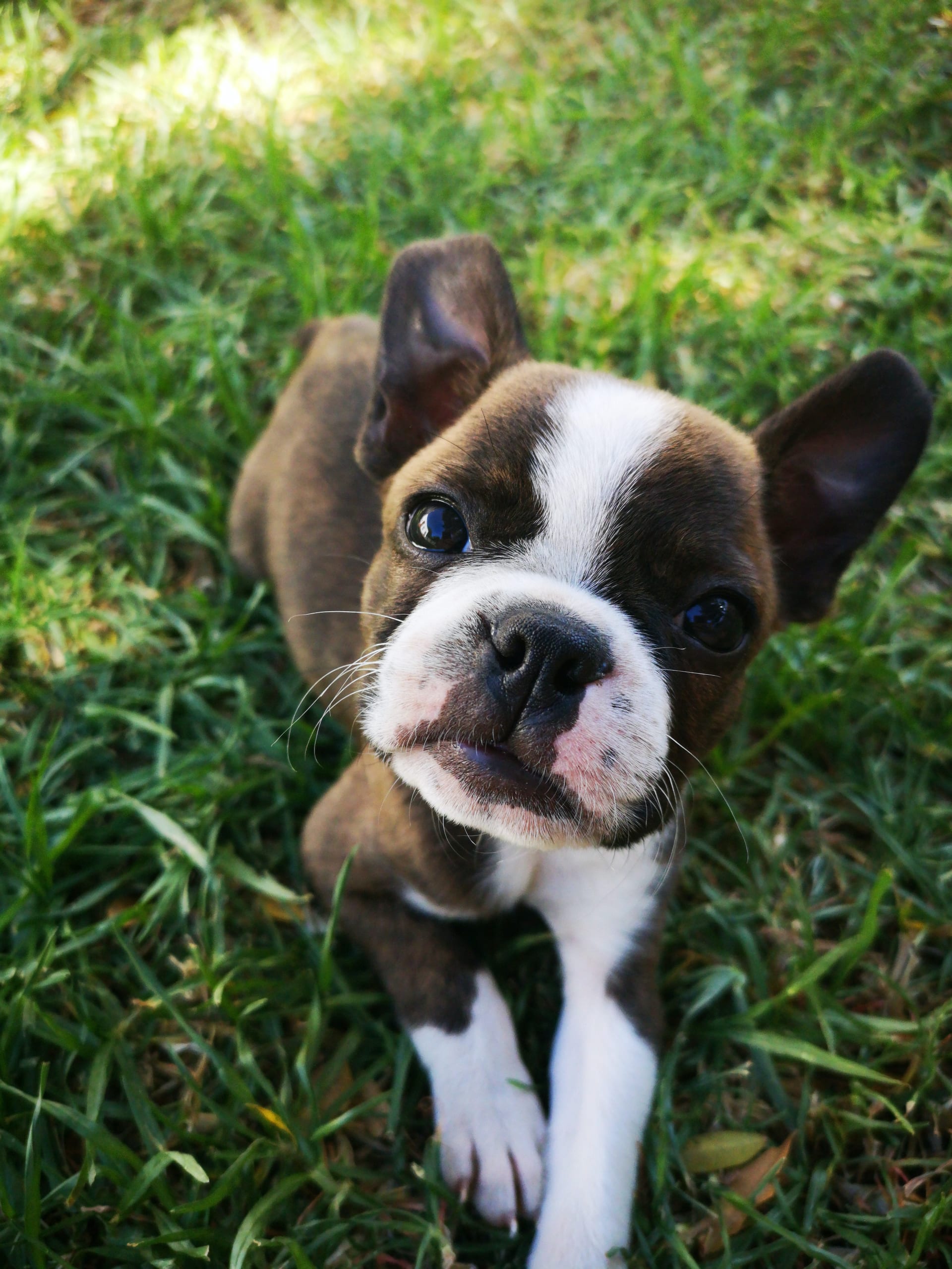 Small flat faced dogs clearance